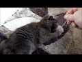 Romeo the Nebelung cat part 2 の動画、YouTube動画。