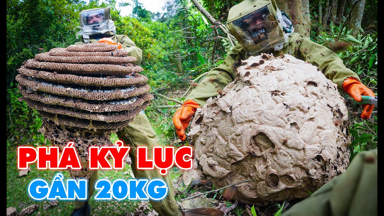 Chinh Phục Thành Công Tổ Ong Cắn Lá Cực To, Phá Vỡ Kỉ Lục Thợ Rừng.