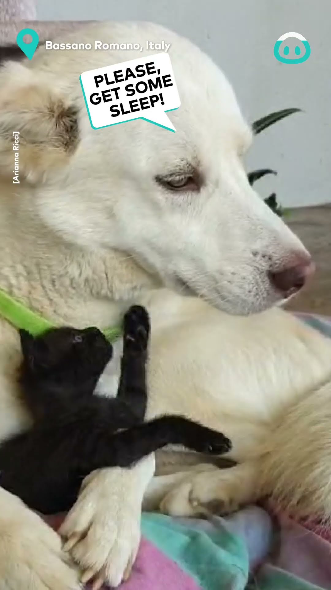 Dogs Are Really Saints || ViralHog
