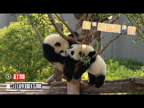 《熊貓早晚安》熊貓幼崽和小樹杈適配度很高 | iPanda熊貓頻道