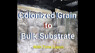 Blue Oyster Mushroom Bulk Substrate W Colonized Grain Spawn - Grow At Home - Timelapse At End