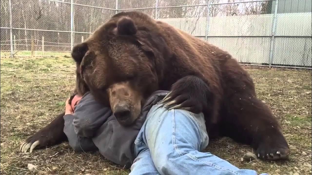 Есть ли медведь людей. Медведь Гризли нападение. Бурый медведь нападение Гризли. Джим и Джимбо.