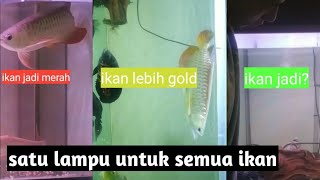 RAHASIA memaksimalkan Potensi WARNA pada Golden Red TANPA TANNING !!!