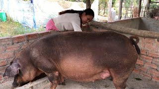 My piglet is about to give birth, so I moved to a cage to give birth.(Episode 16)