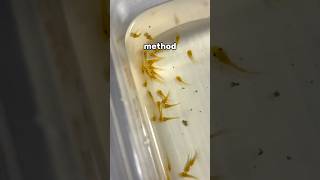 Bristlenose Plecos Survival Rate Tip fishtank aquarium bristlenoseplecos ancistrus fishfood