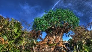 Accidents at the Parks: Animal Kingdom