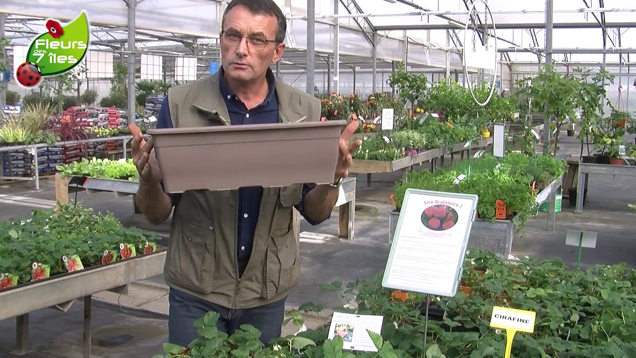 Bon plan et astuces pour avoir des fraises de mai à octobre !