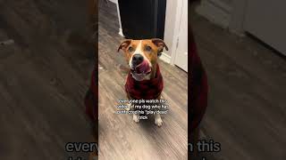 Dog Performs Adorable Trick