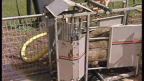 Modified automatic jetting race