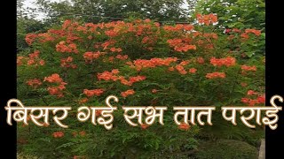 बिसर गई सब तात पराई - राग कानड़ा महला ५ | Bisar Gayi Sab Taat Paraai (With LYRICS) - RSSB Shabad
