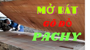 Gỗ Gõ Đỏ PaChy, Xẻ Cây Gõ Đỏ, Cách Nhận Biết GỖ GÕ ĐỎ XỊN | Cương chiếu ngựa