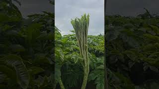 Elephant foot yam (Kanda Gadda) cultivation and health benefits information