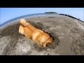Maru on the beach ~It's my job~