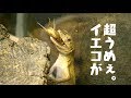 #04【カナヘビ飼育】コオロギを食すカナヘビ。