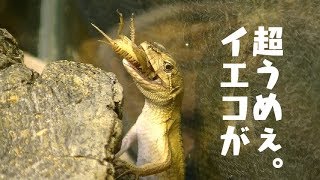 #04【カナヘビ飼育】コオロギを食すカナヘビ。