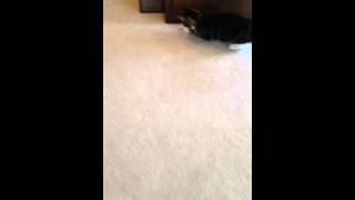 Samson loves the laser pointer toy.  Look him up at /cats.html