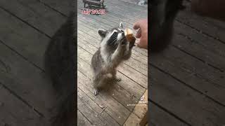 Raccoon Friend At The Door, Peanut Butter Club , By R Conyard