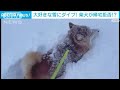 【大興奮】大好きな雪に大はしゃぎ! 柴犬「ハル」ちゃんのダイブ(2022年12月22日)