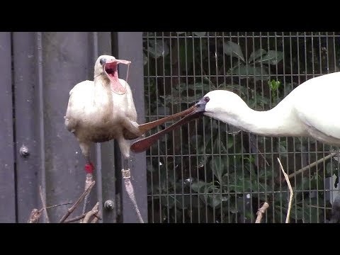 camera iphone 8 plus apk 鳴きまくるクロツラ ヘラサギのヒナ（多摩動物公園）Black-faced spoonbill Chick