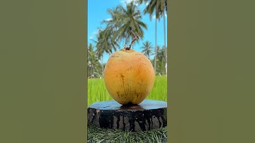 Sharp Knife Skills – Coconut Cutting ASMR