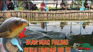 BARU NEMU RACIKAN MURAH GACOR PARAH  full tutorial & tes kolam harian ikan mas