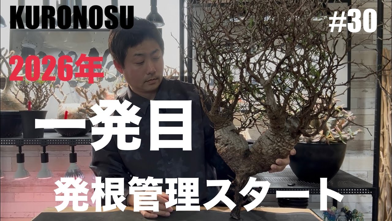 今年一発目💫パキプス発根管理スタート🫡✨