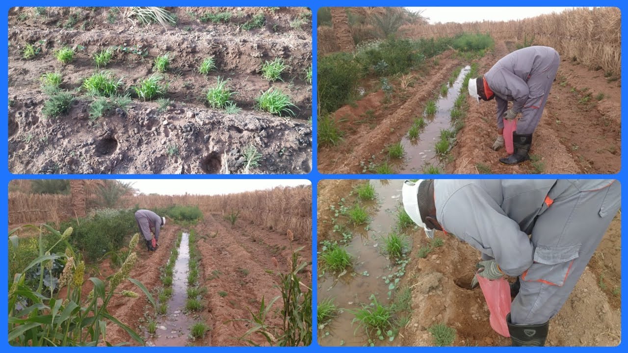 زراعة الدخن (البشنة) في أطراف أبادو للحصول على دخن قوي شديد الاخضرار ينتج عشب وافر طيلة الموسم