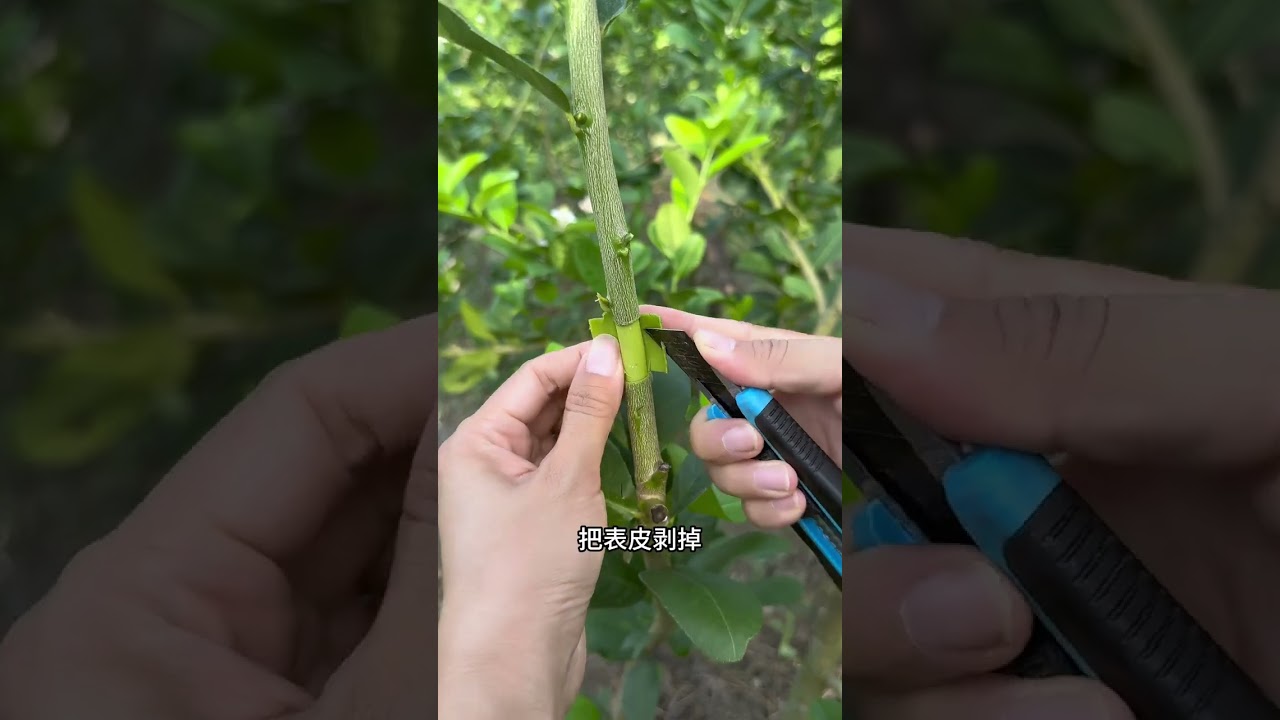 檸檬樹繁殖生根快的方法#檸檬樹 #檸檬 #花卉綠植 #養花小知識