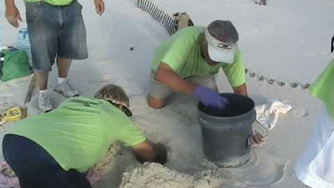 Loggerhead Sea Turtle Nest Relocation