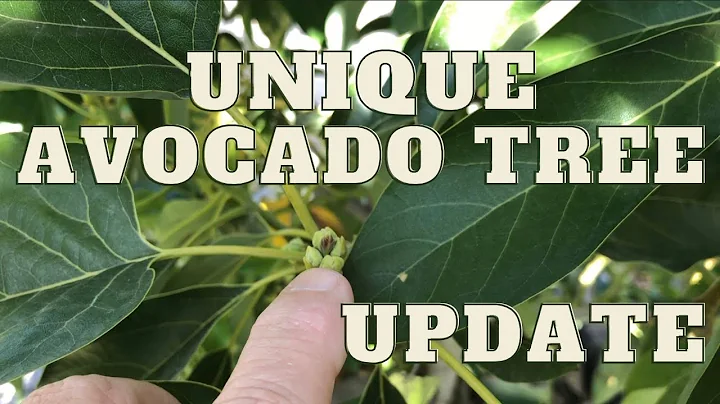UNIQUE AVOCADO TREE | Multi Grafted | Grow 5 varieties on one Tree - Update
