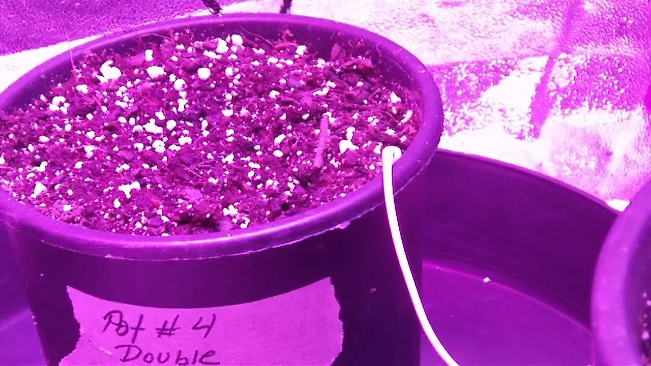 GROW SEASON 5 ( 1 WEEK )