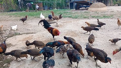 Coj nej los saib kuv cov qaib os 5/4/25