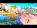 This Little Fishing Bait Will DOMINATE Your Local Pond! (Bluegill Can't Resist)
