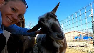 Goats Get Real Talkative When They Go Into LABOR! by Blue Cactus Dairy Goats 13,909 views 2 weeks ago 15 minutes