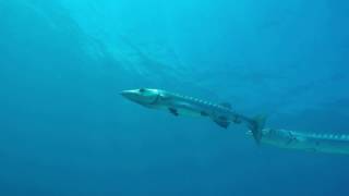 Barracuda Attacks a Fish