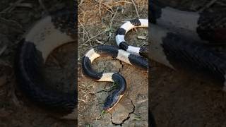 Download Lagu fakta atau mitos jika membunuh ular weling MP3