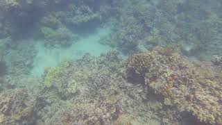 Maui 2047 - Mob Of Raccoon Butterflyfish - Honu - Coral - White Spotted Toby Maui 2047 - Mob Of Raccoon Butterflyfish - Honu - Coral - White Spotted Toby