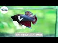 Ratb499 copper red dumbo male betta