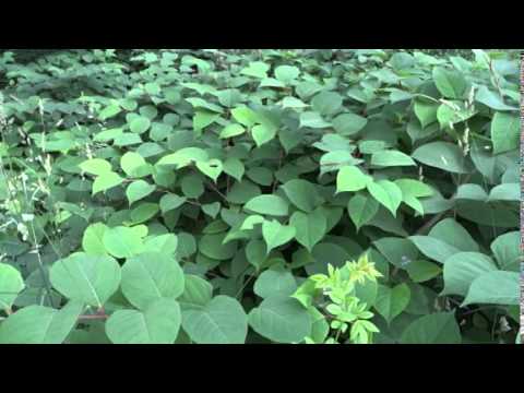 Video: Knotweed - Sifat, Penggunaan Untuk Kemandulan, Kontraindikasi