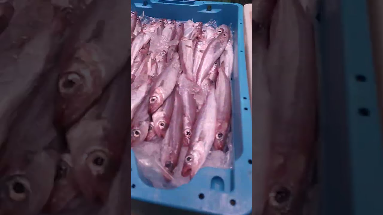   #تحويسة🇪🇸 ماركدو  مع أسعار الحوت 💥 احتفال نهاية السنة 2025 لاستقبال 2026   مشاهدة ممتعة 👍