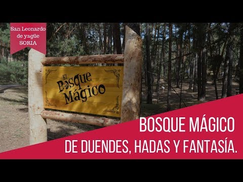 Aseguran que un bosque paranormal está habitado por hadas, duendes