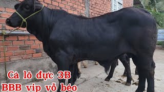 BBB vỗ béo , Út Ba Tri báo giá lô Đực 3B vỗ béo