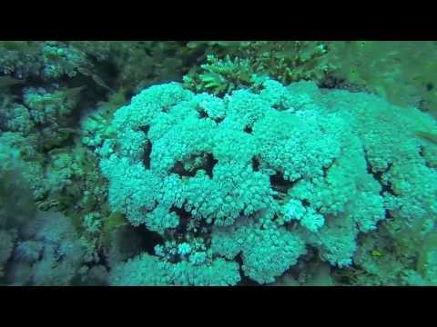 Diving Trip to Siyul Kebira / El Gilwa - ( EL GOUNA - EGYPT )