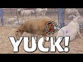 MAMA!!! what is coming out of EWE? 🤢| TWO LAMBS COMING AT SAME TIME! 😱| Fall Lambing 2021 |Vlog 492