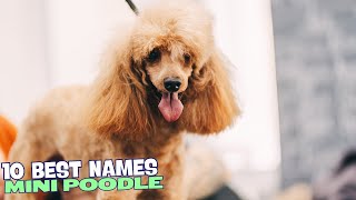 10 Best Names for Mini Poodles! 🐾