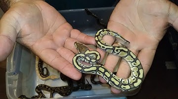 Canyon Country Reptiles, Wellsboro Pa - update video, albino , leopard, and butter ball python