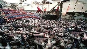 Big Net fishing, Freezing Trawler Fishing Processing And Cleaning On Modern Boats