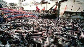 Celebrity Big Net fishing, Freezing Trawler Fishing Processing And Cleaning On Modern Boats Net Worth