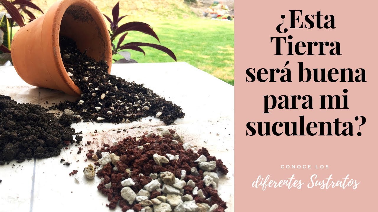 👩🏼‍🌾 Identificando Diferentes Sustratos para Nuestras Suculentas 🌵🌿