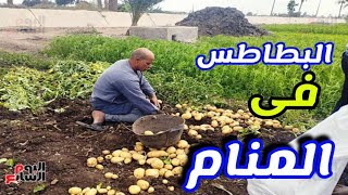 تفسير حلم رؤية البطاطس فى المنام | مفسرة الاحلام منال كمال